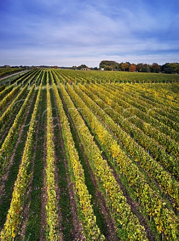 Harrow  Hope vineyards Marlow Buckinghamshire England