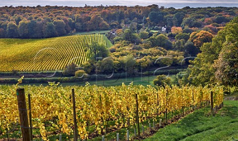 Hundred Hills Vineyard in the Chiltern Hills  Pishill with Stonor Oxfordshire England
