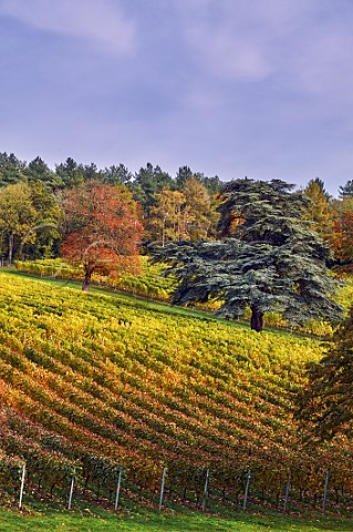 Fairmile Vineyard HenleyonThames Oxfordshire England