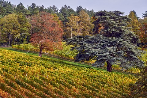 Fairmile Vineyard HenleyonThames Oxfordshire England