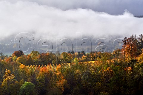 Autumn in the vineyards of Denbies Wine Estate Dorking Surrey England