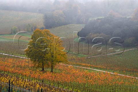 Autumn in the vineyards of Denbies Wine Estate Dorking Surrey England