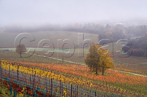 Autumn in the vineyards of Denbies Wine Estate Dorking Surrey England