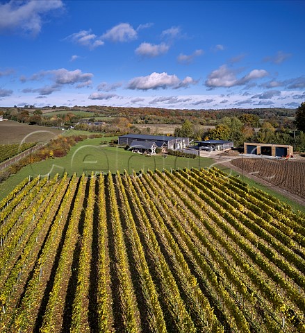 Autumnal vineyard by winery of Harrow  Hope Marlow Buckinghamshire England
