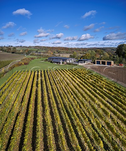 Autumnal vineyard by winery of Harrow  Hope Marlow Buckinghamshire England
