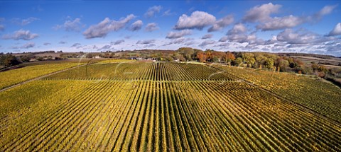 Autumnal vineyards of Harrow  Hope Marlow Buckinghamshire England