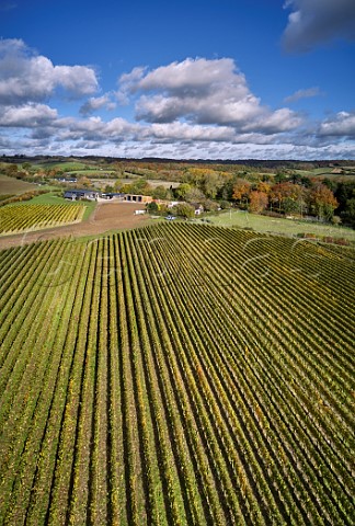 Autumnal vineyards of Harrow  Hope Marlow Buckinghamshire England