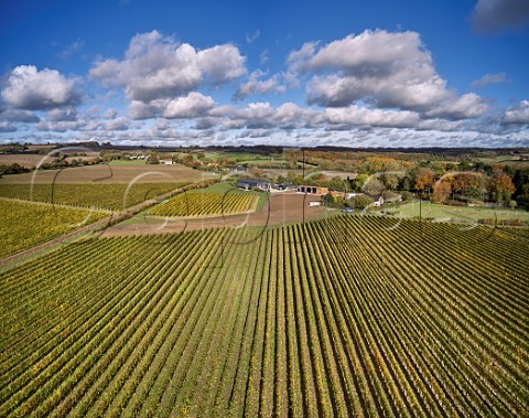 Autumnal vineyards of Harrow  Hope Marlow Buckinghamshire England