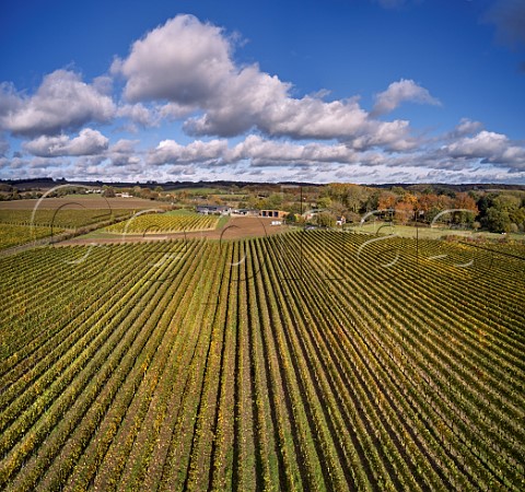 Autumnal vineyards of Harrow  Hope Marlow Buckinghamshire England