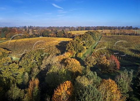 Autumnal vineyards of Nyetimber West Chiltington Sussex England