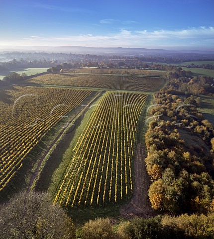 Autumnal vineyards of Nyetimber with the South Downs in distance West Chiltington Sussex England