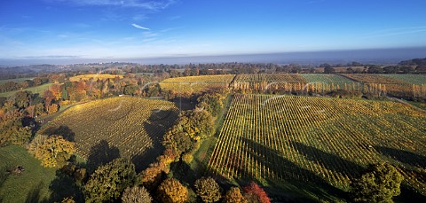 Autumnal vineyards of Nyetimber West Chiltington Sussex England