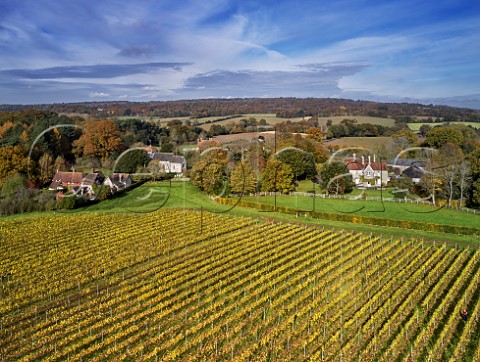 Vineyard of Stopham Estate with the Church of St Mary the Virgin beyond Stopham Sussex England