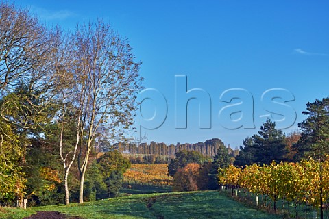 Autumnal vineyards of Nyetimber West Chiltington Sussex England