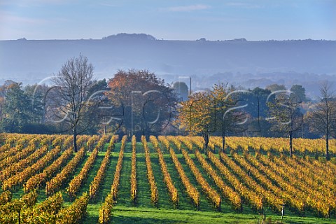 Autumnal vineyards of Nyetimber with the South Downs in distance West Chiltington Sussex England