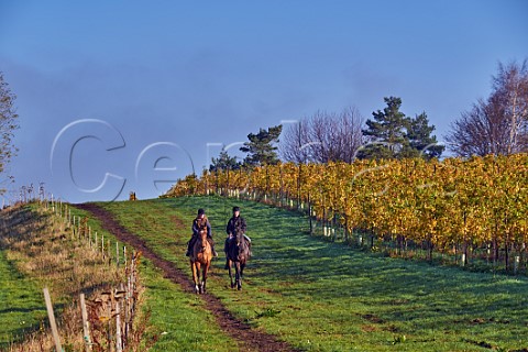 Riding horses on a bridleway through the autumnal vineyards of Nyetimber West Chiltington Sussex England