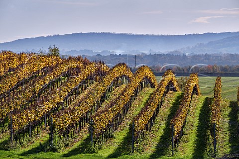 Vineyard of Roebuck Estates with the South Downs in distance Upperton near Petworth Sussex England