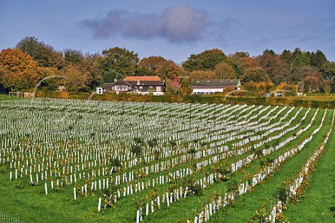 Young vines of Roebuck Estates at Upperton Vineyards Upperton near Petworth Sussex England