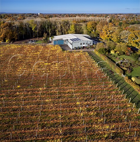 Chardonnay vineyard and winery of Ridgeview Wine Estate Ditchling Common Sussex England