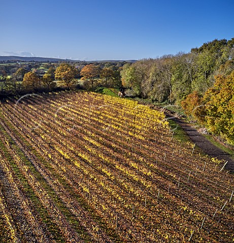 Chardonnay vineyard with the South Downs in distance Ridgeview Wine Estate Ditchling Common Sussex England