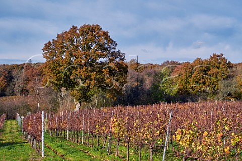 Bluebell Vineyard Estate Furners Green Sussex England