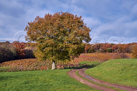 Bluebell Vineyard Estate Furners Green Sussex England