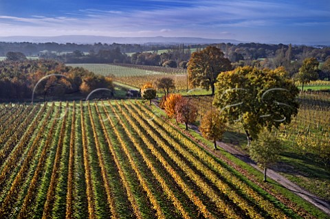 Nutbourne Vineyards with the South Downs in the distance Sussex England