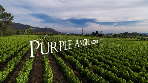 Carmnre vines in Purple Angel Vineyard Block 1 of Montes Colchagua Valley Apalta Chile