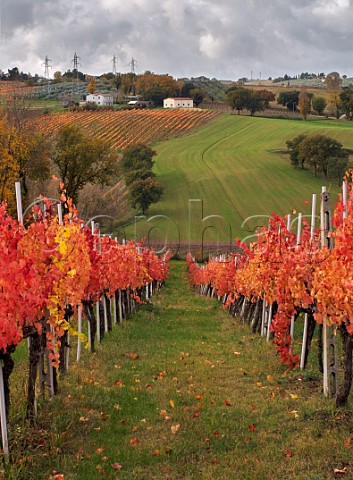 Autumnal Sagrantino vineyards of Cantina La Veneranda  Montefalco Umbria Italy