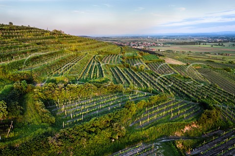 Terraced vineyards of the Heiligenstein Niederosterreich Austria  Kamptal