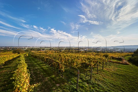 Vineyard In den Jungbergen at Bisamberg Vienna Austria