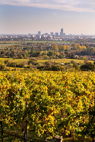 Vineyard In den Jungbergen at Bisamberg Vienna Austria