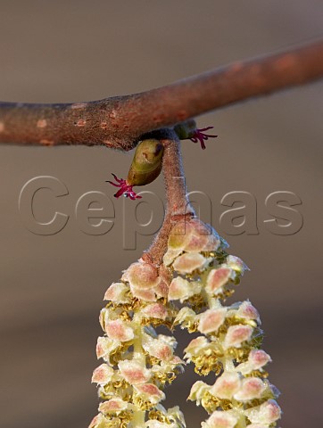 Hazel flowers female and catkins male in bloom in late December Hurst Meadows East Molesey Surrey England