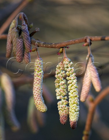Hazel flowers female and catkins male in bloom in late December Hurst Meadows East Molesey Surrey England