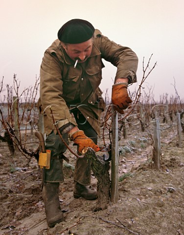 Pruning Cabernet Sauvignon vines on a frosty morning in early January Chteau LovilleBarton StJulien Gironde France  Mdoc  Bordeaux