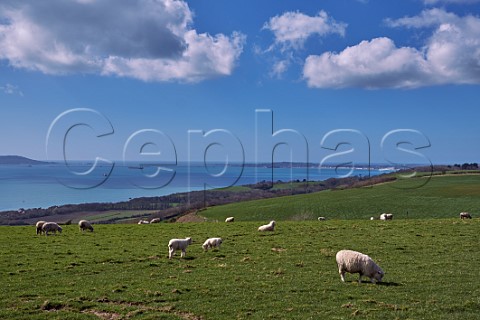 Sheep above Ringstead Bay with Weymouth and Isle of Portland in distance Dorset England