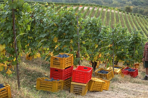 Crates of Nebbiolo grapes in vineyard of NerviConterno Gattinara Piedmont Italy Gattinara