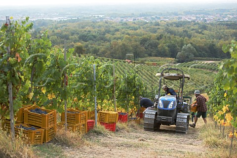Collecting crates of Nebbiolo grapes in vineyard of NerviConterno Gattinara Piedmont Italy