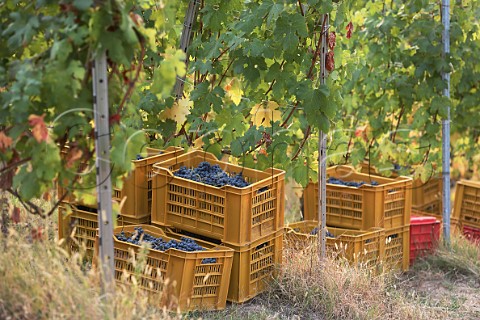 Crates of Nebbiolo grapes in vineyard of NerviConterno Gattinara Piedmont Italy Gattinara