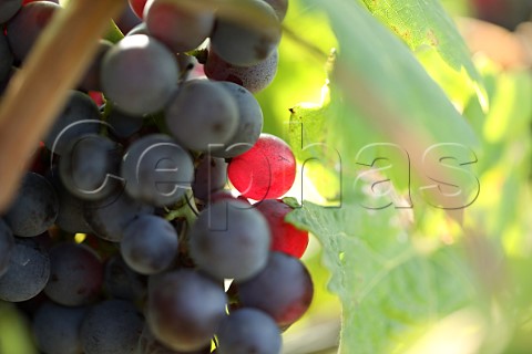 Nebbiolo grapes in vineyard of NerviConterno Gattinara Piedmont Italy Gattinara