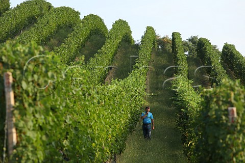 Roberto Conterno in Nebbiolo vineyard of NerviConterno Gattinara Piedmont Italy Gattinara