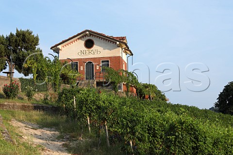 Nebbiolo vineyard of NerviConterno Gattinara Piedmont Italy Gattinara