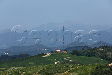 Nebbiolo vineyards of NerviConterno with the Alps in distance Gattinara Piedmont Italy Gattinara