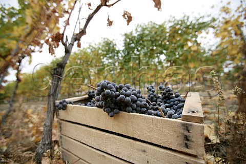 Picking Nebbiolo grapes in Cascina Francia vineyard of Cantina Giacomo Conterno Serralunga dAlba Piedmont Italy Barolo