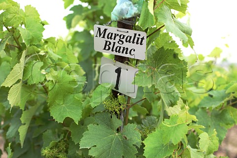 Margalit Blanc vines in the Zichron Vineyard of Dr Yair Margalit On the northern side of the Hanadiv Valley Israel