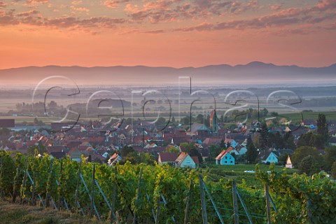 Vineyard above village of Eguisheim HautRhin France  Alsace