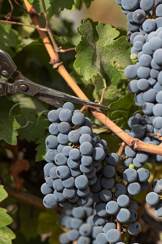 Picking Cabernet Sauvignon grapes in vineyard of Clos Apalta Colchagua Valley Chile