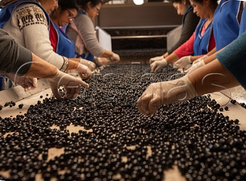 Sorting Cabernet Sauvignon grapes at Clos Apalta winery Colchagua Valley Chile