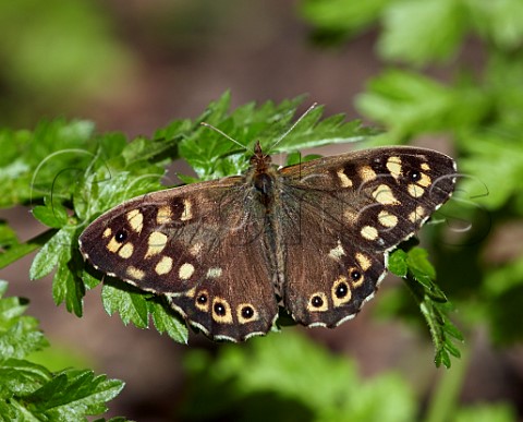Speckled Wood butterfly Hurst Meadows West Molesey Surrey England