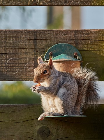 Grey Squirrel sitting on a garden feeder